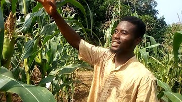 how to prevent birds 🐦 from eating your maize on the field. protection of your maize crop from birds