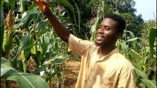 how to prevent birds 🐦 from eating your maize on the field. protection of your maize crop from birds