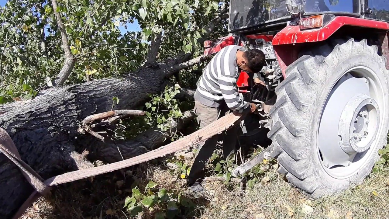 MASSEY FERGUSON 268 vs SAME ARGON 70 CLASSİC - Dev Kavak Ağacını Hangisi Çekecek?