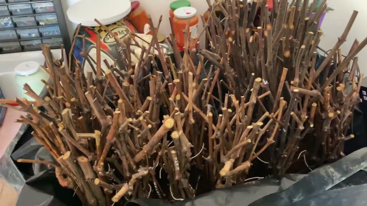 Gyökereztetés kókusz rostban talpmelegítéssel