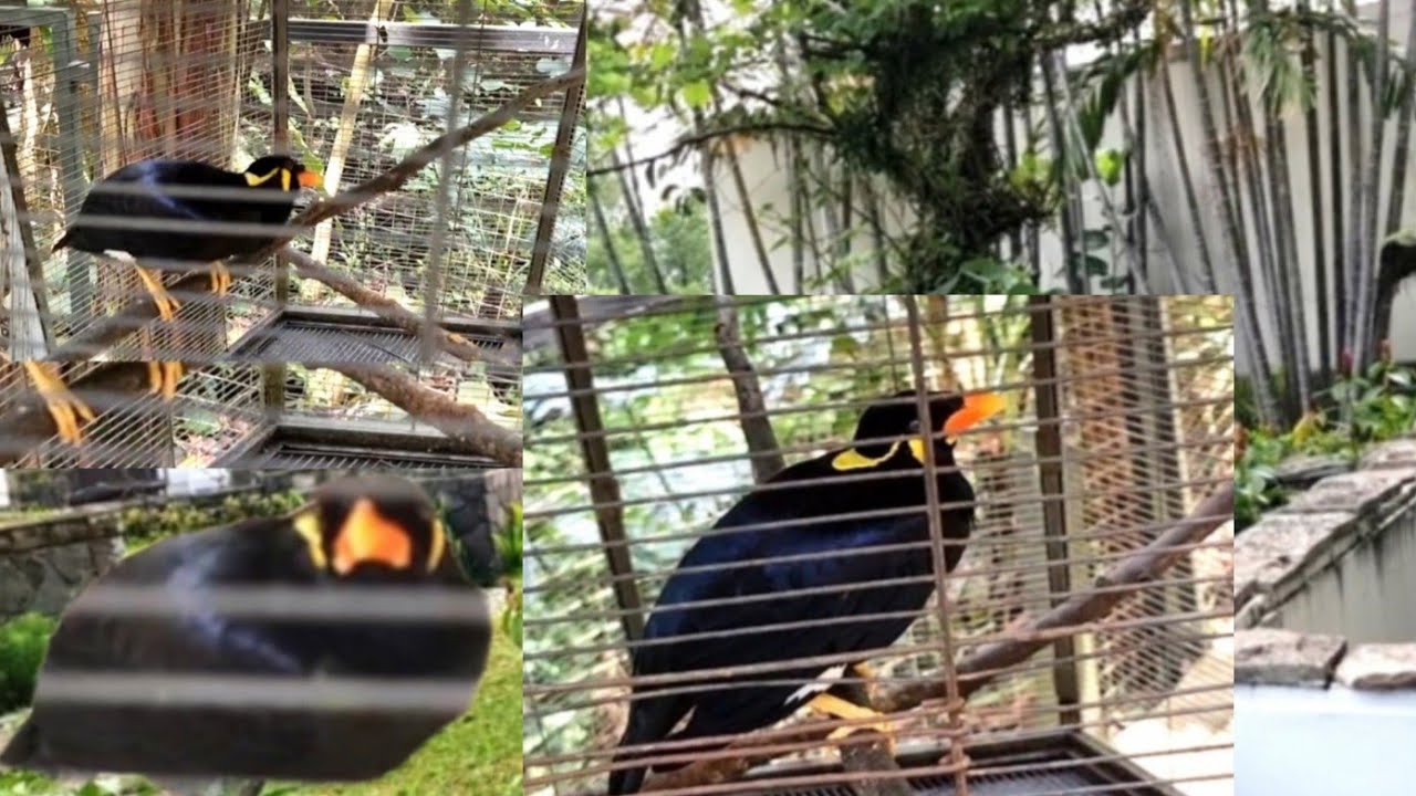 DI RAYU DULU BARU DIA KASIH TAU NAMANYA.BURUNG BEO PINTAR