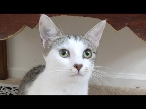 cats inn Kitten Close Up 2017-07-08