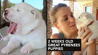 Great Pyrenees Puppies - 2 Weeks Old