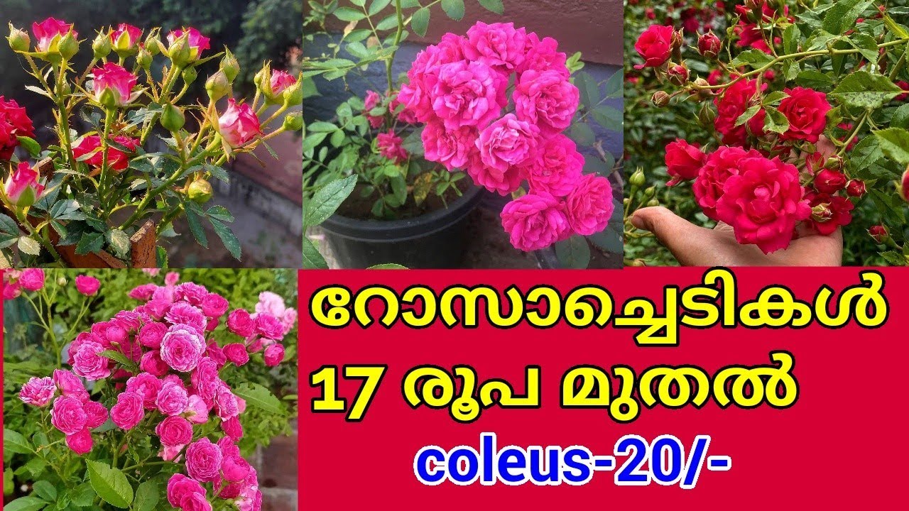 ചെടികളെല്ലാം കുറഞ്ഞ വിലയിൽCheapest Rose plant Nursery in Mannuthy