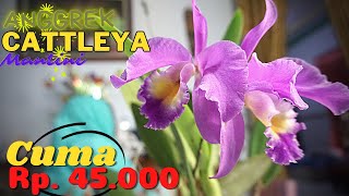 Tentang Anggrek : Jenis ANGGREK CATTLEYA Paling Gag Rewel dan Paling Murah CATTLEYA MANTINI