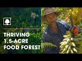 Incredible 1.5-Acre Syntropic Food Forest with Over 250 Plant Species | The Food Forest Farmers