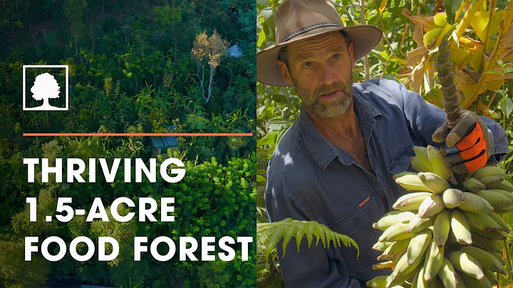 Incredible 1.5-Acre Syntropic Food Forest with Over 250 Plant Species | The Food Forest Farmers - DayDayNews