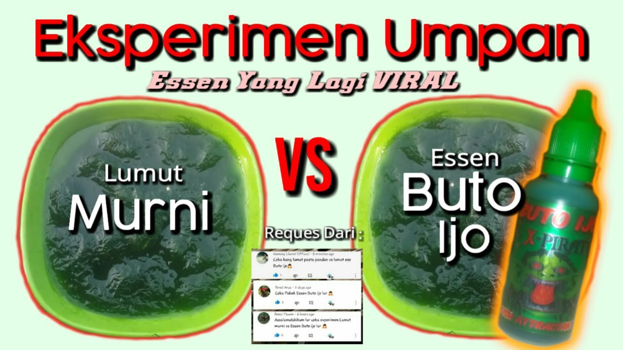 ESSEN BUTO IJO VS LUMUT MURNI | Tes Umpan Dengan Kamera Bawah Air | Uji Coba Essen Yang Lagi VIRAL