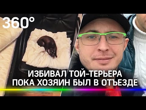 Издевался над собакой из-за нервного срыва. Соседи спасли той-терьера от живодёра