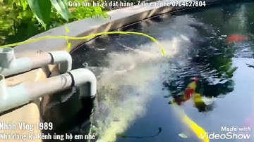 Tự Cung Cấp Oxy Cho Hồ Cá Koi Không Cần Dùng Sủi Và Thác Rất Đẹp - Rất Tiện Lợi Cho Hồ Cá Koi.😊😊😊😊