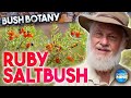 Ruby Saltbush - Bush Botany @ Lightning Ridge