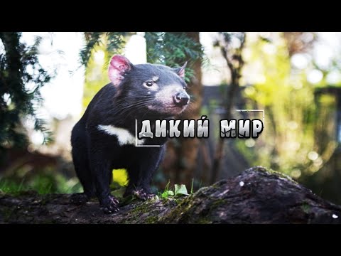Удивительный мир, дикие животные - Тасманский дьявол. #Документальный фильм. National Geographic