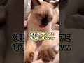 ネッコの動画見てニヤけたら負けｗｗｗ　#2ch #2ch動物スレ #動物 #犬 #猫 #shorts