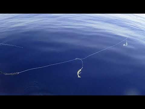 SABIKI:PERCHIE E SUGHERELLO VORACE