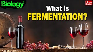 What is FERMENTATION | Bacteria That Make Delicious Food | Understanding Wine Bacteria