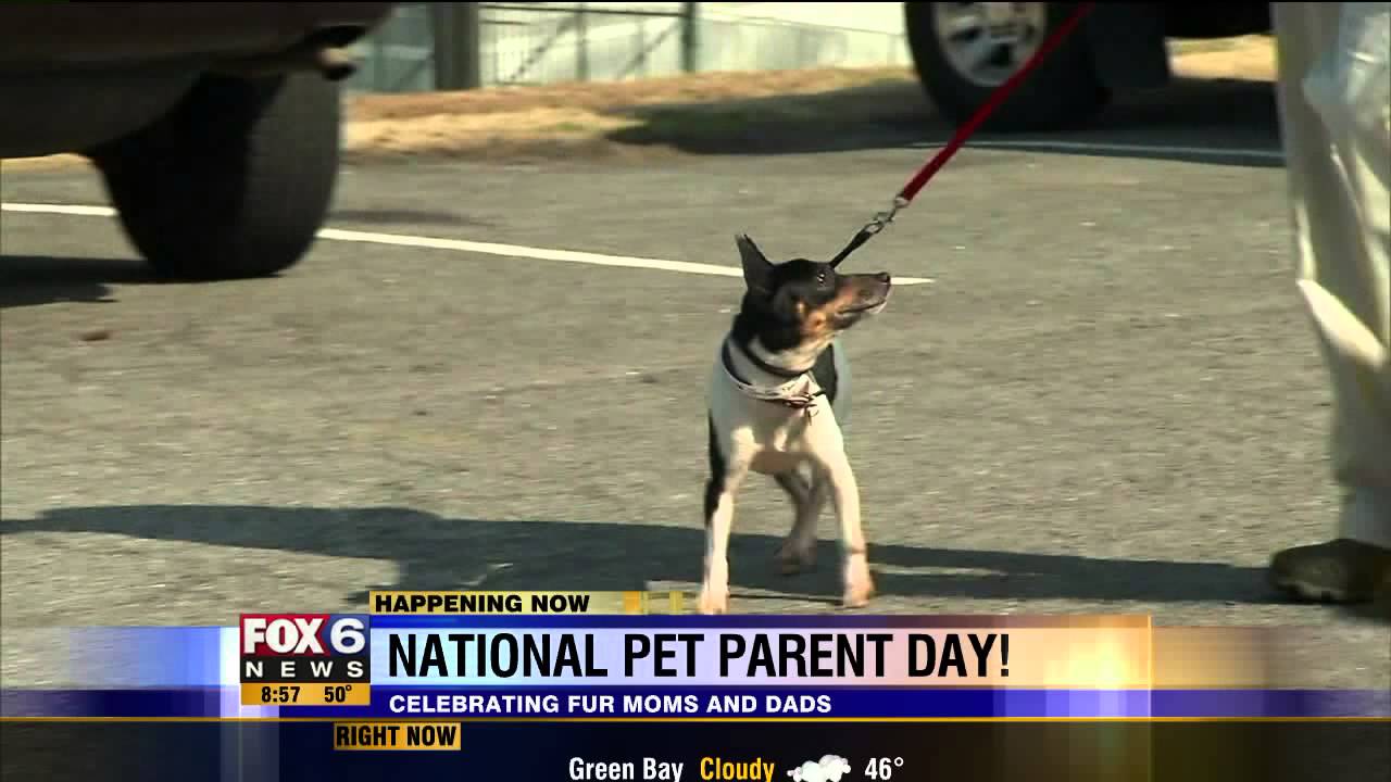 National Pet Parent Day - YouTube