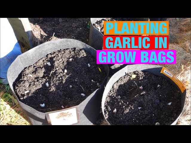 Garlic Grow Bag Kit