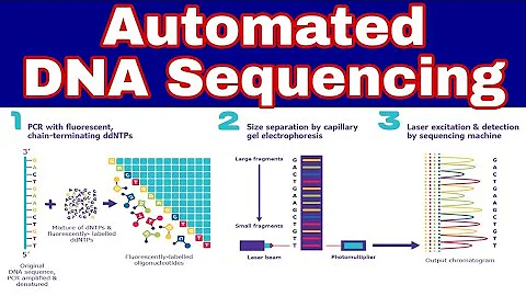 Automated DNA Sequencing | Ibad Biology