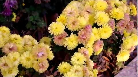 NX100 ex AF blogJang