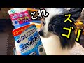 【多頭飼い】ワンコの洗濯物は毛との戦い❗️犬用洗濯洗剤❗️いいもの見つけた✨