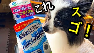 【多頭飼い】ワンコの洗濯物は毛との戦い❗️犬用洗濯洗剤❗️いいもの見つけた✨