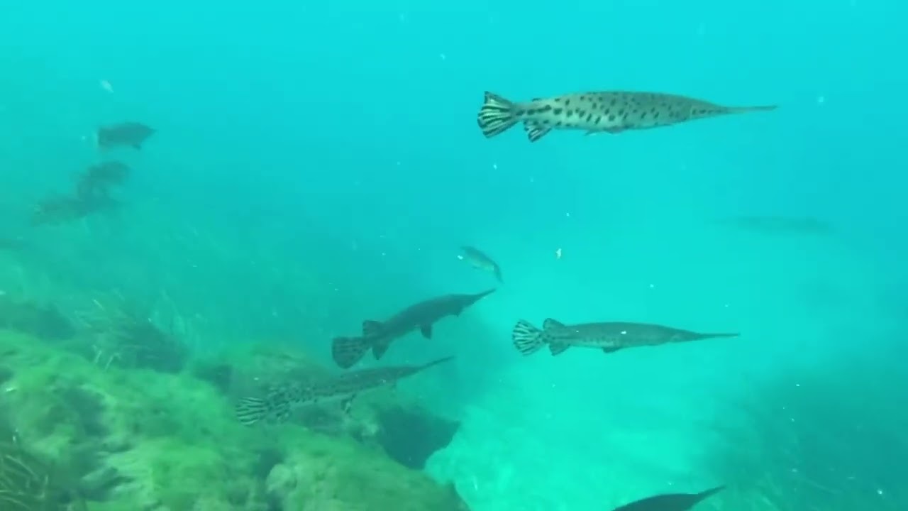 Crystal River Drift Dive