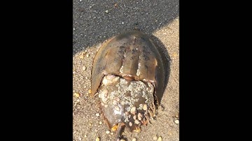 Flipping Horseshoe Crabs to Save Them!