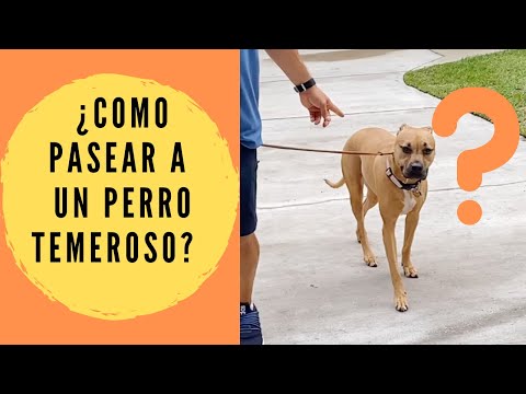 Video: Cómo ayudar a tu perro de rescate a sentirse seguro en las caminatas