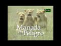 Leones: Manada en Peligro - Documental (1996) Español Latino