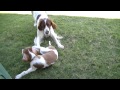 Irish Red and White Setters playing. の動画、YouTube動画。