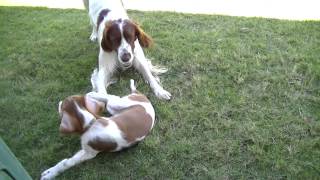 Irish Red and White Setters playing.(Enda (Grand Champion Tintookie Gallipoli Hero CDX) 2yrs 10mths and Erin (Tintookie Pride of Erin) 12wks., 2015-03-02T00:09:02.000Z)