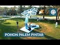 POHON PALEM PINTAR PENYEDIA ENERGI