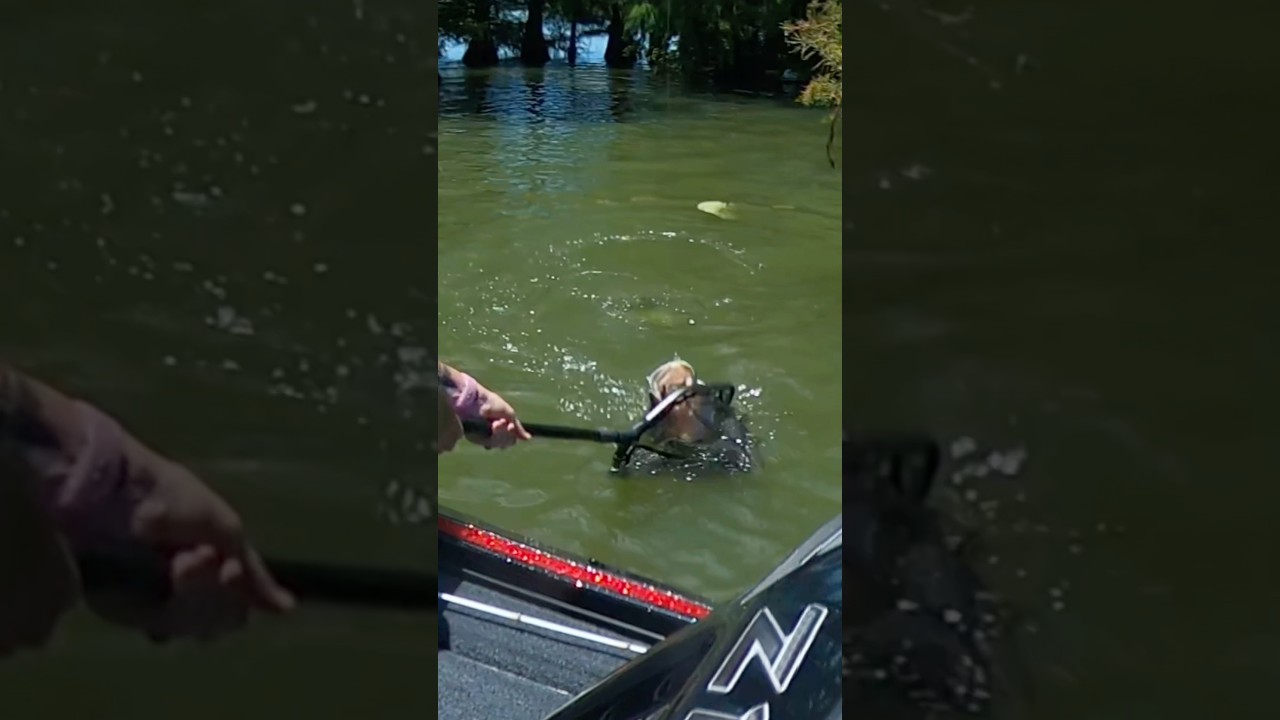 Big Bass – Fishing – Bussey Brake – largemouth #bassfishing #fishing #bigbass #catch #bassmaster