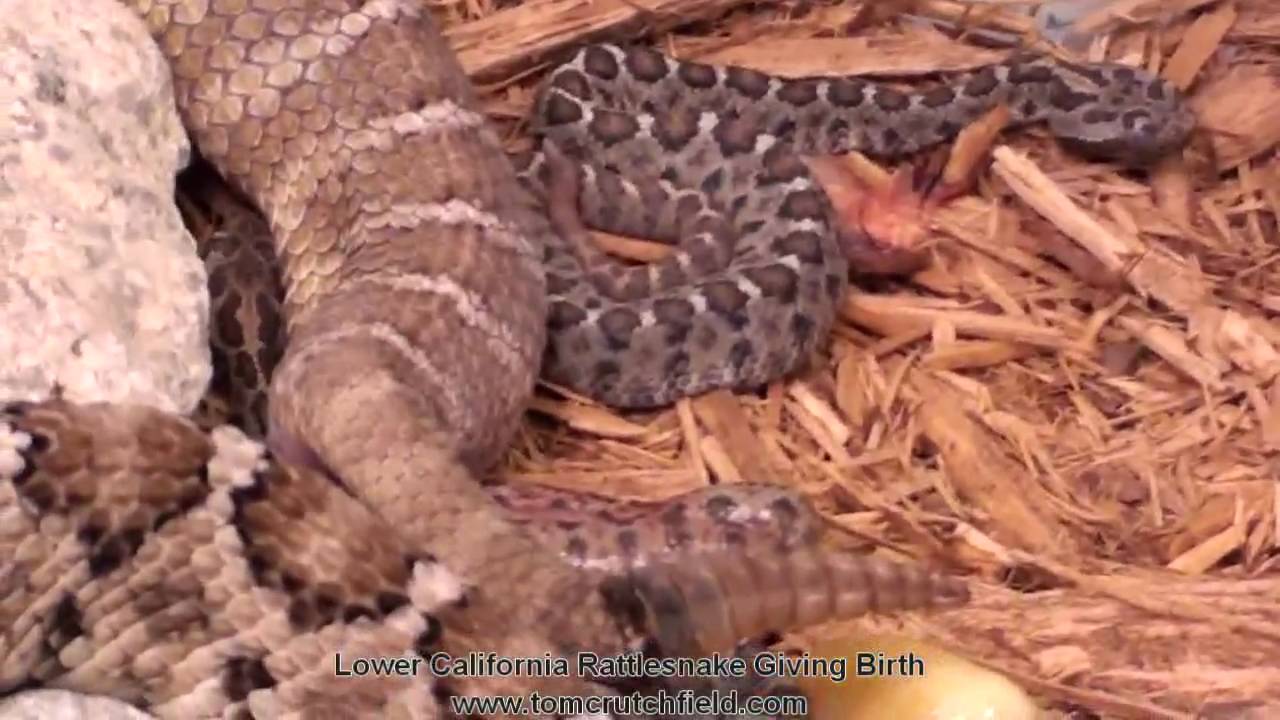 Lower California Rattlesnake (Crotalus enyo) Giving Birth YouTube