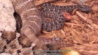 Lower California Rattlesnake (Crotalus enyo) Giving Birth