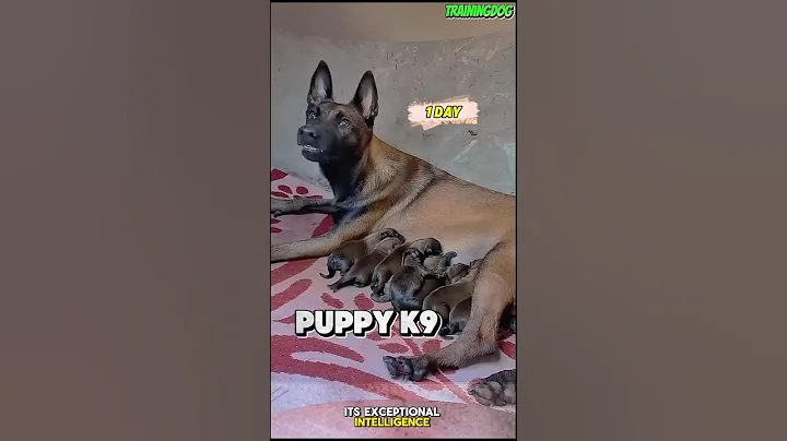 Training puppy k9 🔥❌ #dog #k9 #malinois #germanshepheard #puppy #dogtraining