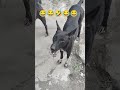 #funny #music #dogshorts #petshorts#dogs #doglife #dogvideos #pets #petsrule #trendingshorts