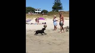 De cabeça @CrisSunLife #dog #futebol #beach