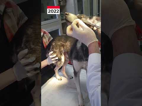 Video: Hvordan lage biff til hunden din