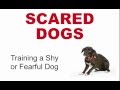 Scared Dogs: Training a Fearful Dog Scared Dogs: Training a Fearful Dog