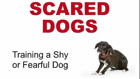 Scared Dogs: Training a Fearful Dog