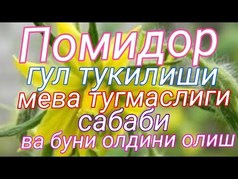 Video: Nega tovuq qo'ymaydi? Tovuqlarni saqlash shartlari, oziqlantirish va tuxum ishlab chiqarishni oshirish usullari