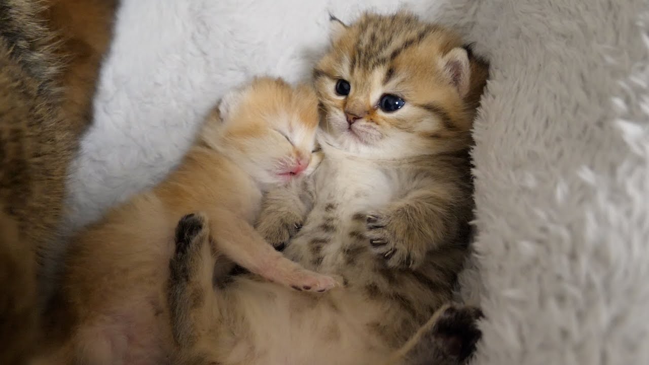 すでに赤ちゃん猫に慕われている子猫。抱きつかれてジタバタしちゃう