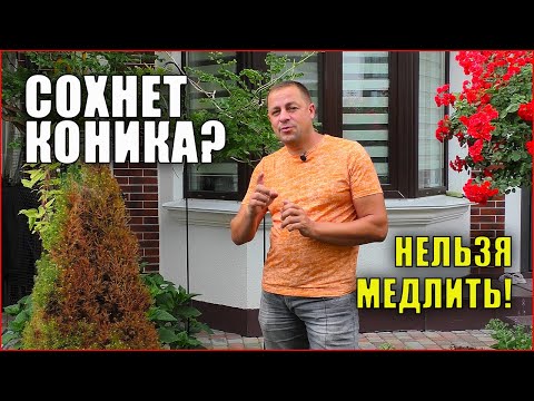 Ель коника пожелтела хвоя. Как определить? Что делать? Вредители ели.