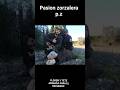 caza de zorzales con reclamo #caza #caça #hunt #chasse #zorzales #malviz #tordi #grive