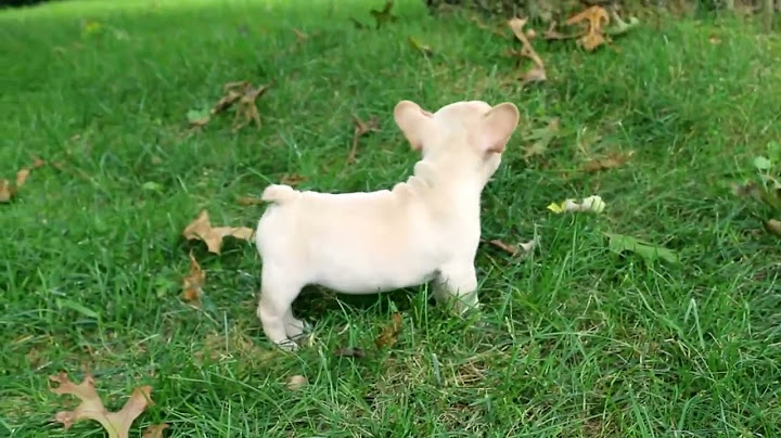 French bulldog puppies for sale in michigan under 1000