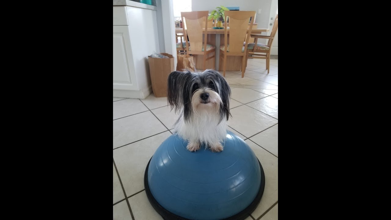 # 25 Como Remover Las Garrapatas de los Perros y Otros Animales rico act