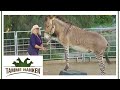 Wilde Kreuzung aus Zebra & Esel: Tamme sieht Besitzerin in Gefahr! | Tamme Hanken | Kabel Eins