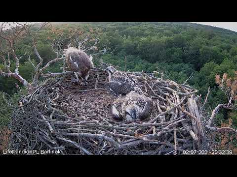 Rybołowy Online Puszcza Barlinecka / Ospreys Online in Barlinecka Forest