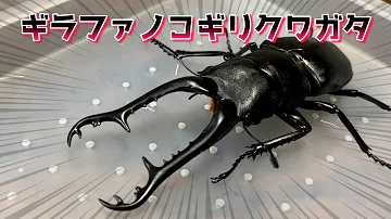 ギラファノコギリクワガタ折り